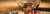 josh-appel-NeTPASr-bmQ-unsplash