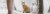 Trennung Scheidung Sorgerecht Katze