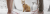 Trennung Scheidung Sorgerecht Katze