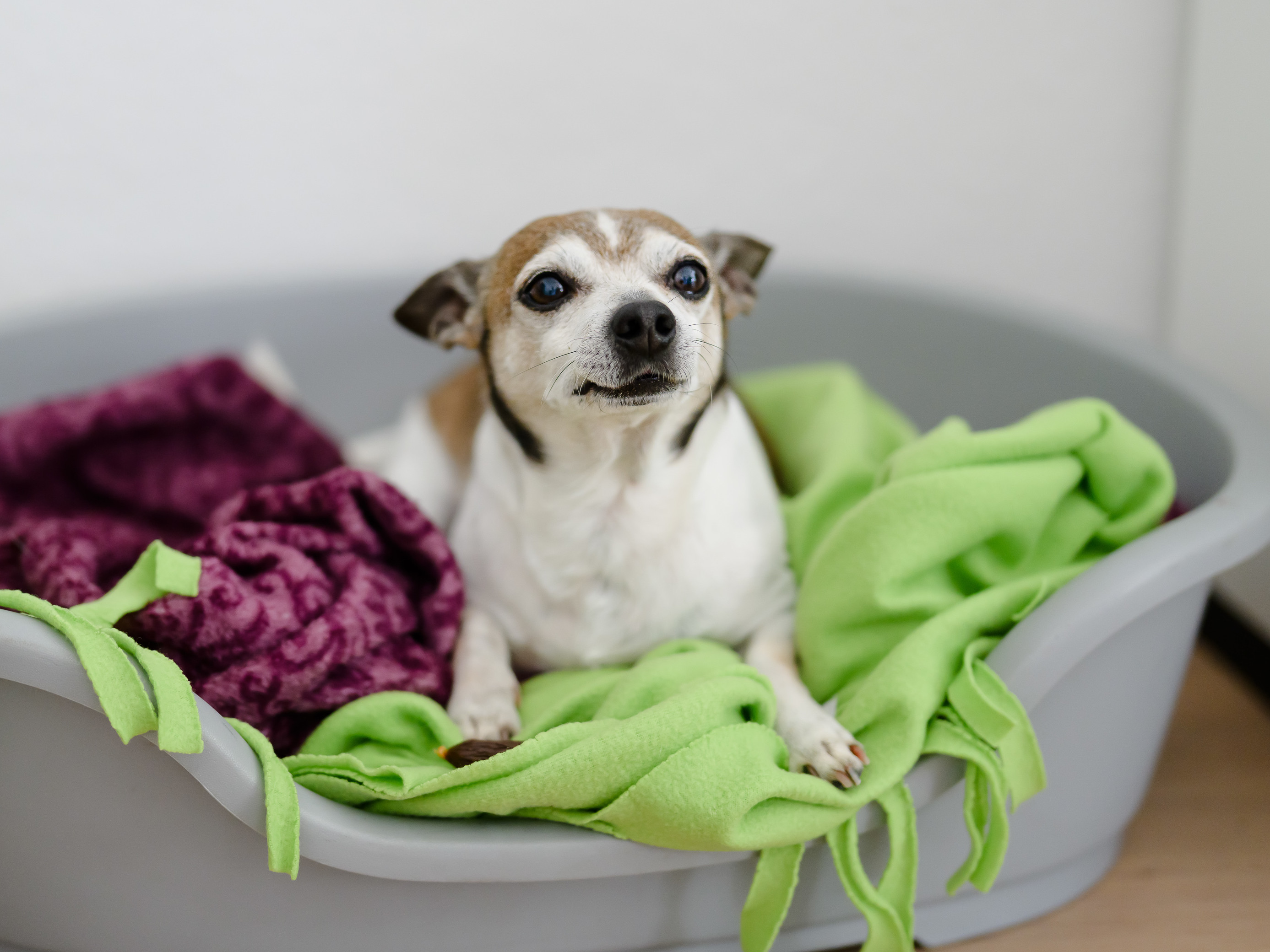 Gelegenheitskanzleihund Speedy