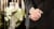Leistung beerdigung bestattung bestatter weiße blume trauerredner shutterstock_102560390 Kzenon