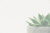 plant-ge19d386c9_1920